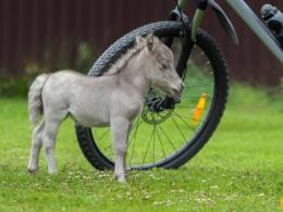 В ленобласти родился самый маленький в мире жеребенок Маленькая лошадка гулливер