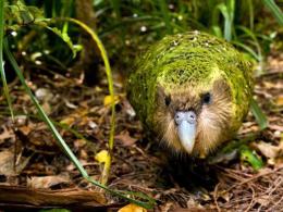 Какапо - нелетающий попугай из Новой Зеландии (26 фото)
