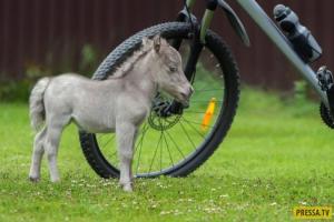 В ленобласти родился самый маленький в мире жеребенок Маленькая лошадка гулливер