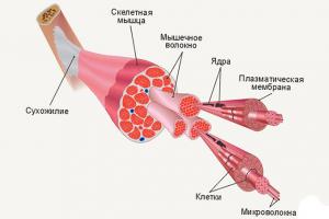 Почему мышцы не растут при интенсивных тренировках: причины и советы